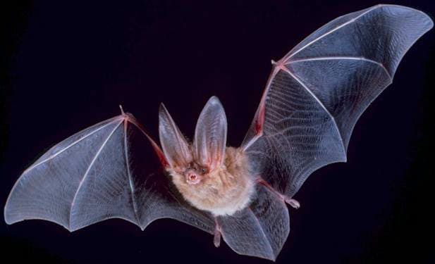 Nocturnal superheroes, bats comprise about 20% of the world's classified mammal species.