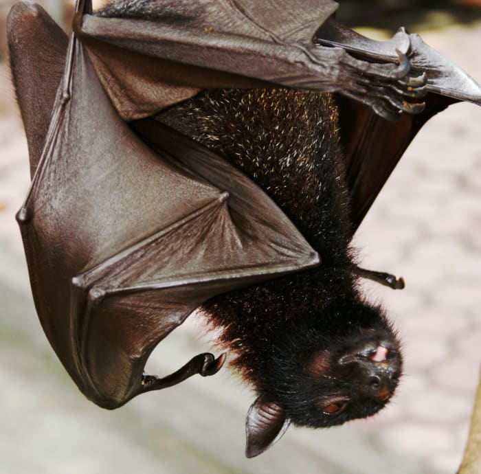 Although this bat is hanging out alone, typically bats cluster in groups.