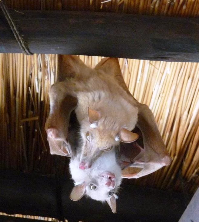 Most bats mate, give birth, and sleep in an upside down position. If a bat dies while it is roosting, it will remain upside down until something knocks it loose.