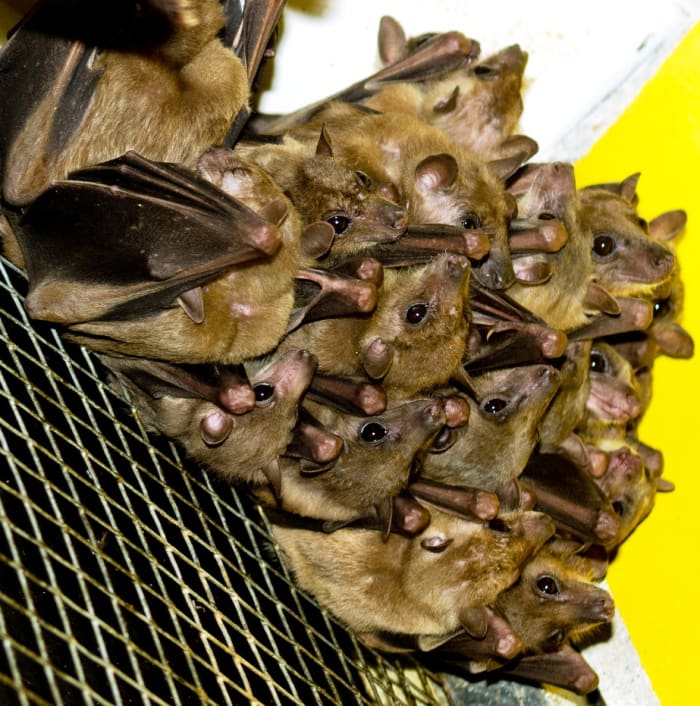 Baby bats often cluster together like a bunch of grapes to stay warm. Bats live, raise their young, and hunt in groups. They prefer spaces that are hot, dry, and dark. Attic vacancy?