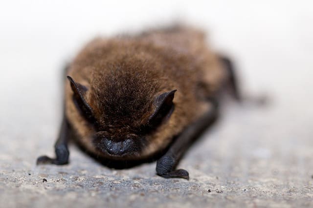 This bat hopes you can use the life lessons he and his friends have shared.