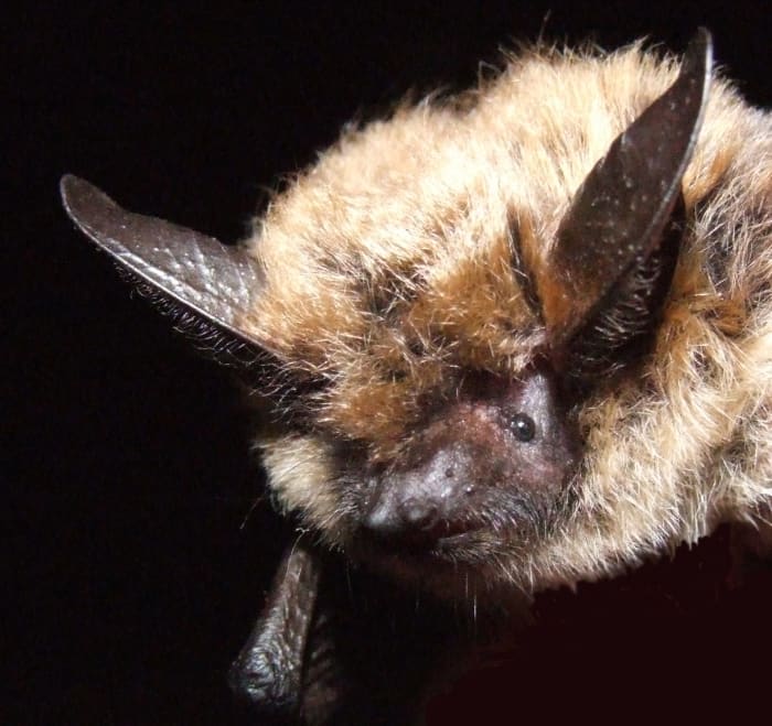 Educate yourself about the benefits of bats so you can overcome your prejudice and fear about them. This little guy is cute, isn't he?