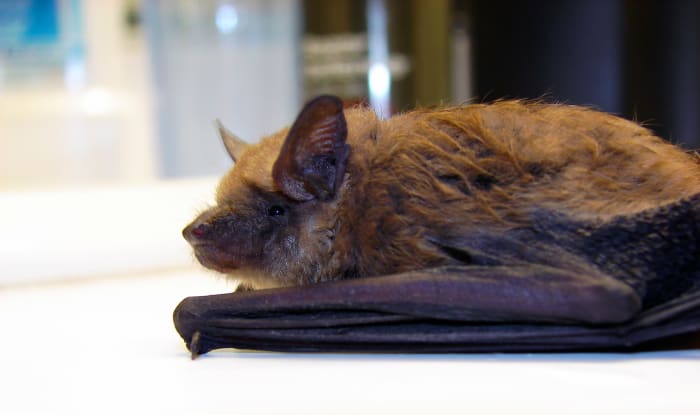 Know your bat facts. Bats are not blind. They are not filthy, not rodents, they are shy and intelligent, and they don't hunt down people.