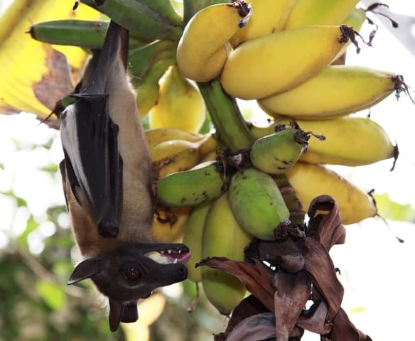 You're not the only one who likes bananas! Nearly one-third of the world's bats feed on fruit or plant nectar. Bats play a critical role in regenerating rainforests through seed dispersal.