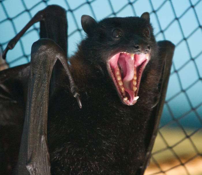 This bat is providing some negative feedback to the person who is cornering him by baring his fangs. Back off and give the bat some room.