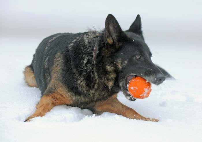 After taking your dog out for playtime in the snow, be sure to clean and dry his feet to remove any road salt or de-icing agents he might have picked up outside.