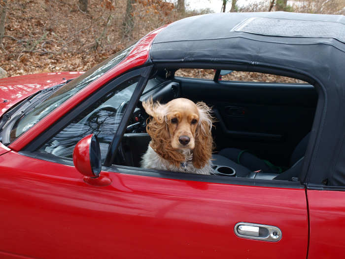 Even with all the windows rolled up, your car is not a good place to keep your dog for too long. Your car can get quite cold in the middle of winter so sometimes it's best to leave your pets at home when you have to go out.