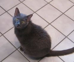 With bouts of arthritis, "The Biggest Kitty in the World" was successfully treated for Lymphocytic Leukemia at 13 (human) years old. Mer was a happy and healthy boy for a long time after that.