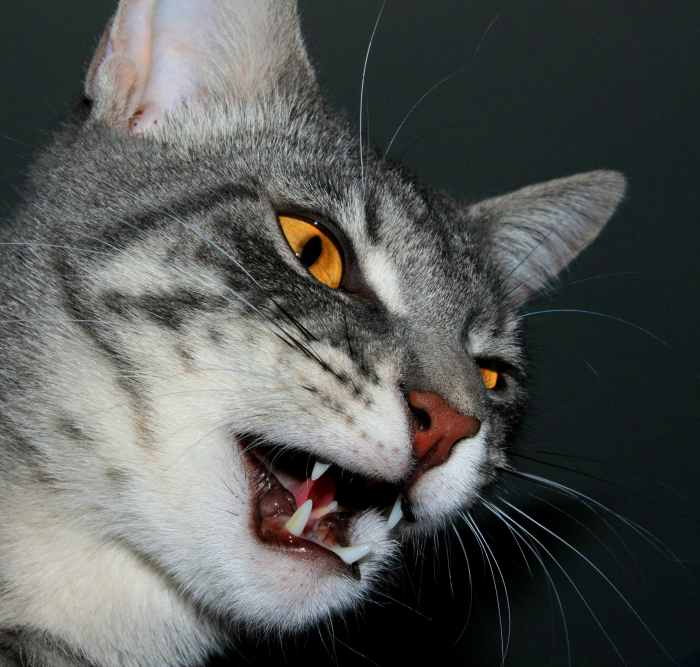 This cat is plotting revenge on history's cat haters. He's planning to scratch leather furniture, pee in shoes, and hiss at them randomly. That's just for starters.