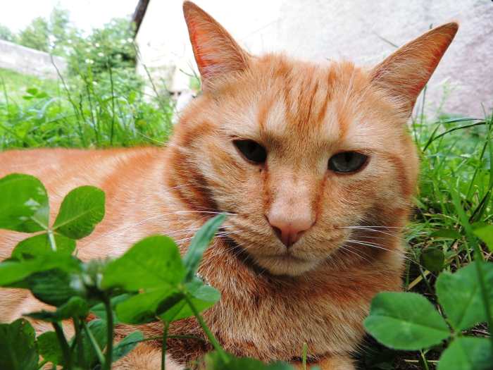 Cat haters can change their hearts if only they'll try. Cats aren't asking for love (they don't care enough). Just don't hate them.