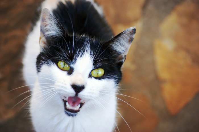 "Any conditioned cat hater can be won over by any cat who chooses to make the effort." - Paul Corey