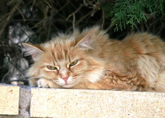 Beware! This lovely feline is plotting his revenge on cat haters in the name of catkind. Ain't nothing like cat karma! Meow!