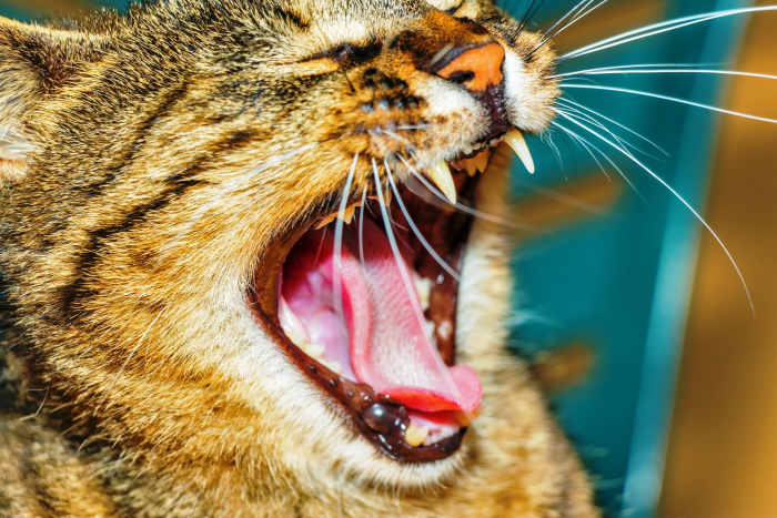 Time spent with a cat is never wasted. They are always interesting and fun to watch.