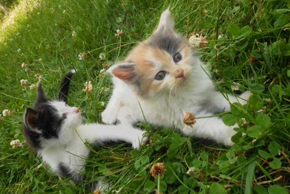 There's a special place in Hell for people who hate cats. Do you even have a heartbeat?
