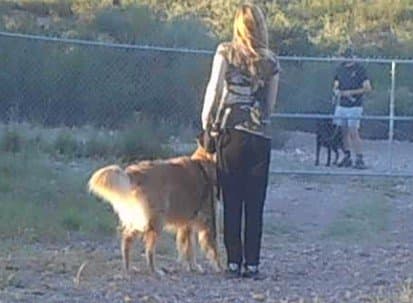 I am a big fan of front-attachment harnesses for both training and behavior modification..