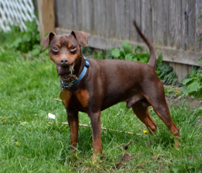Jack, chocolate and tan, un-cropped floppy ears and un-docked tail, (grass and dirt in mouth from digging)