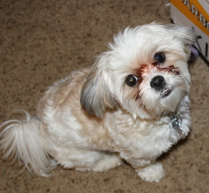 The Maltese Shih Tzu (Malshi): Best Dog Ever! - PetHelpful