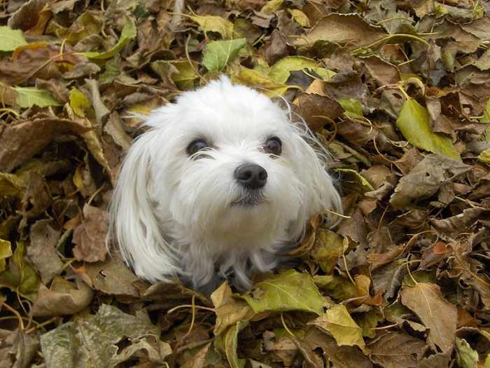 Purebred Maltese Dog- Malshi crosses get the white fur, black eyes, and black nose from their Maltese parent.