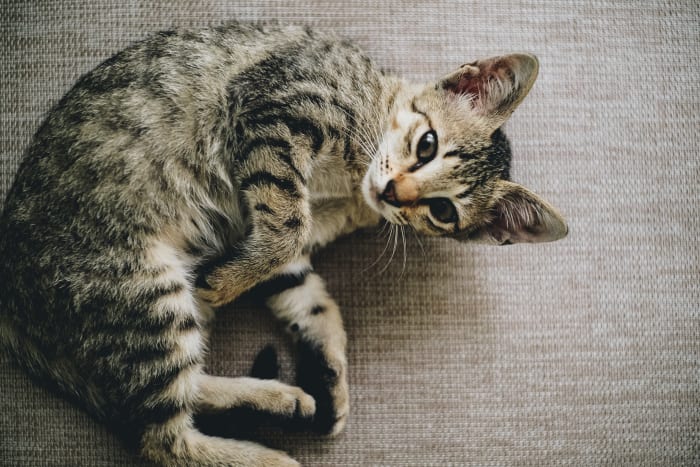 A plus of owning a shorthair cat is that less maintenance and grooming is required to keep your pet clean.