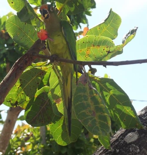 Flapping her wings when climbing trees is good exercise; stopping for lunch is even more fun.