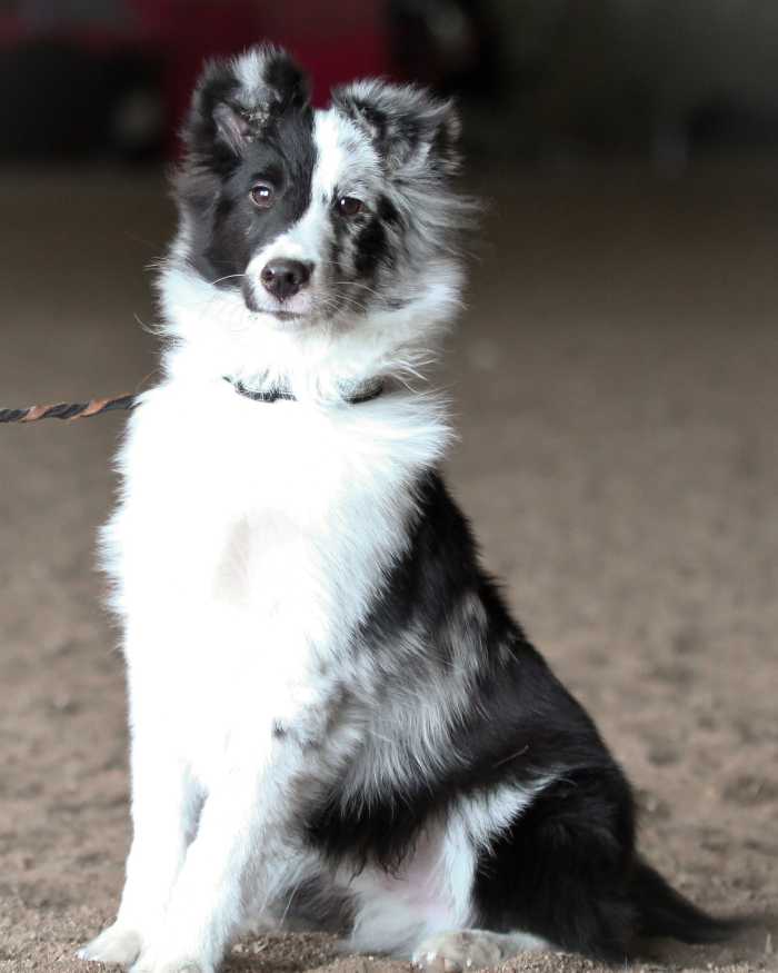 The author's new puppy, Aenon, has DNA and inherited epigenetic potential.
