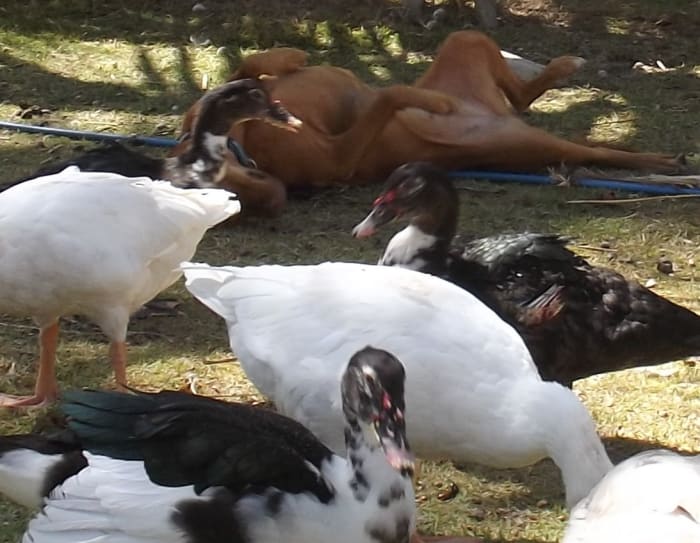 Not all dogs will take a nap while the poulty have breakfast. Of course, maybe she is just rolling in s***.