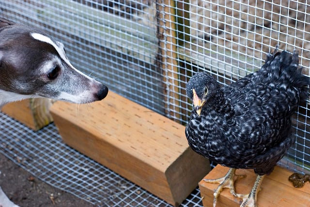 An Italian Greyhound checks out a chicken. Not all sighthounds will go after chickens...well, as long as they do not move.