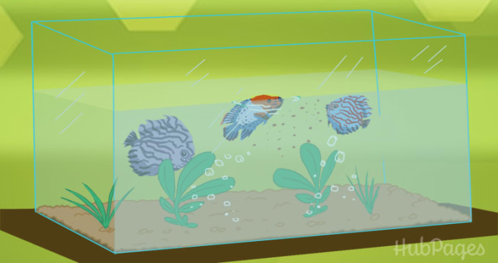 If you like the idea of plants with your African Cichids, plant the fauna well before you add the fish to ensure proper rooting.