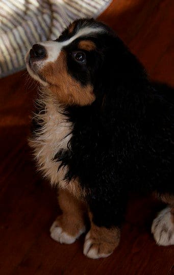 Un giovane Berner appena dopo un bagno.