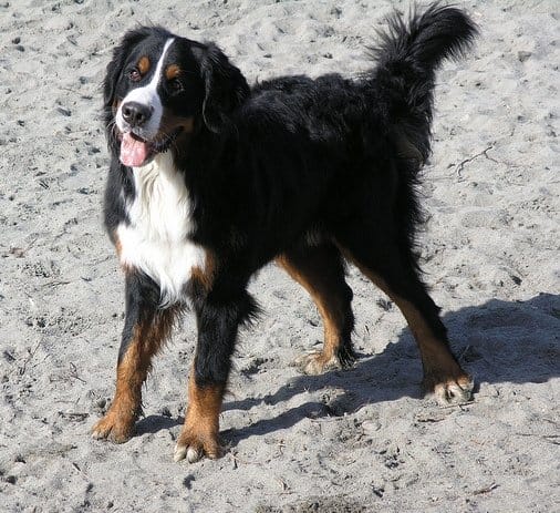 Bernese Mountain Dogs don´not just like the mountains--the dogs are even fond of the beach.