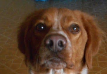 The third eyelid should not be seen after the dog has awakened and is bright and alert.