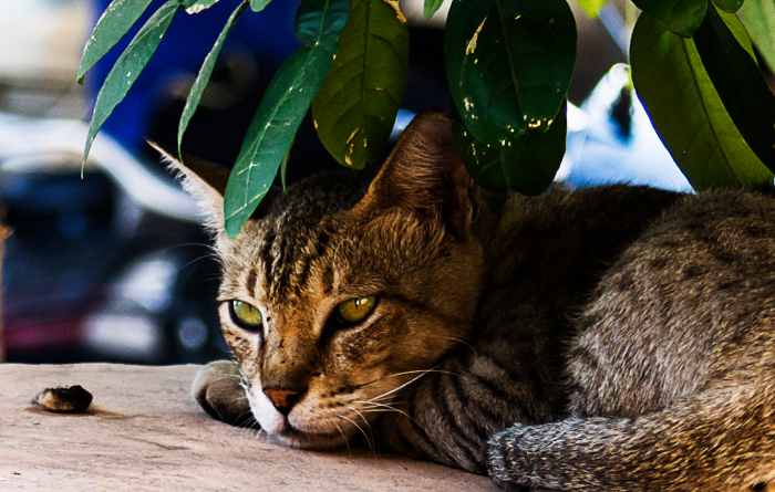This cat has nine lives to plot his payback on behalf of catkind.