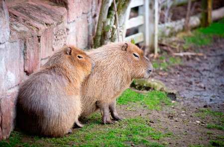 Capybaras are in the same family as guinea pigs. They are as big as dogs but you can see the resemblence.