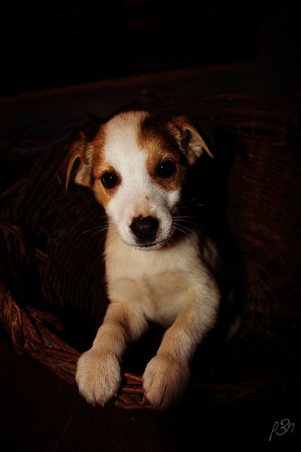 Greyhoundy są świetne dla pisarzy i dobrze sobie radzą, gdy mieszkają w mieszkaniu.