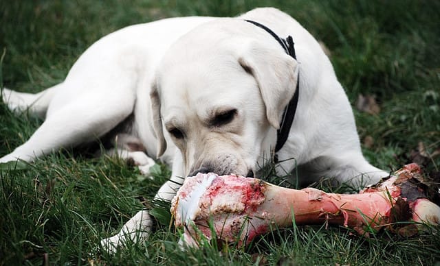 We may no longer be in the Paleolithic era, but your dog can still eat right.
