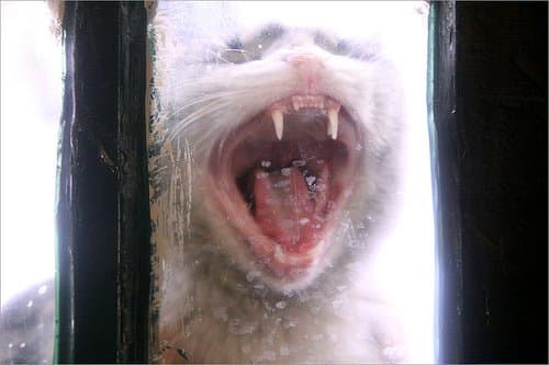 Your cat probably won't be too happy with you during the car ride to your new home. Keep yourself calm and talk to your pet in a low, soothing voice to help them settle down.