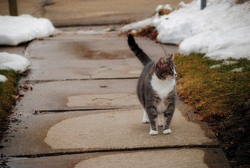 Let your new neighbours know your cat's name and what she/he looks like. This way they'll know there's a new cat in the neighbourhood and isn't a stray that needs to be taken to the shelter.