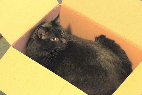 Moving to a new home isn't just stressful for you. Special care needs to be taken when moving your cat to a new environment.