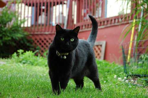 When letting your outdoor cat explore their new backyard for the first time, consider keeping them on a leash and don't leave them unsupervised their first time outside in their new neighbourhood.