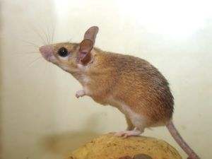 This happens to be a desert spiny mouse. Since they are more rare than the common domestic mouse, they can actually be sold for more money!