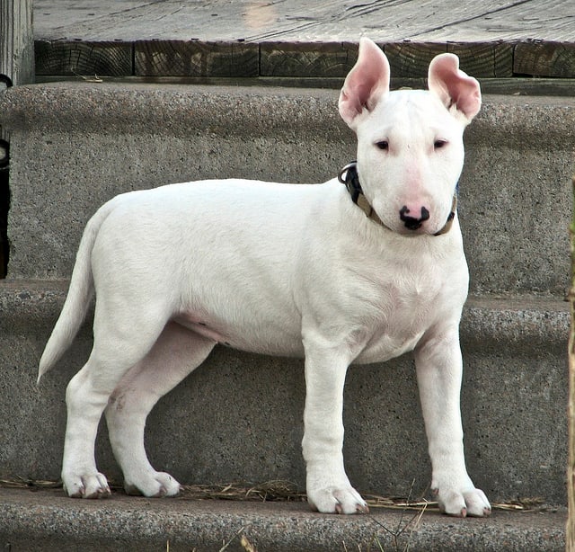 Bull terriers might have tough reputations but they are good dogs for an apartment.