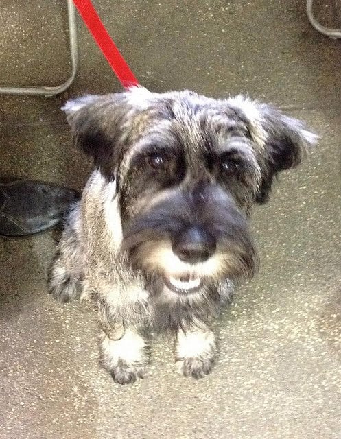 Schnauzers like to bark but are good for an apartment because they do not shed much.