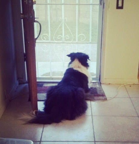 Waiting for the return of his owne. Your Border Collie isn't interested in a yard unless you are in it.