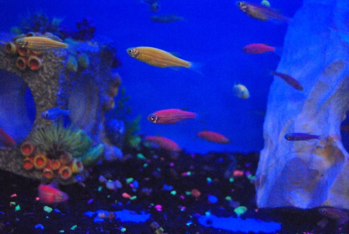 Zebra Danios were used to create the first Glofish. The colors were produced by introducing fluorescent jelllyfish proteins into the fish embryo. The trait is passed on to future generations