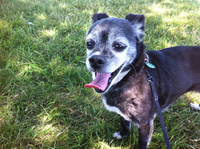 My dog, Baby. She comes along for short hikes, day trips and weekend camping trips. She stays at home for extended trips. She's too old and doesn't get along well with other dogs.