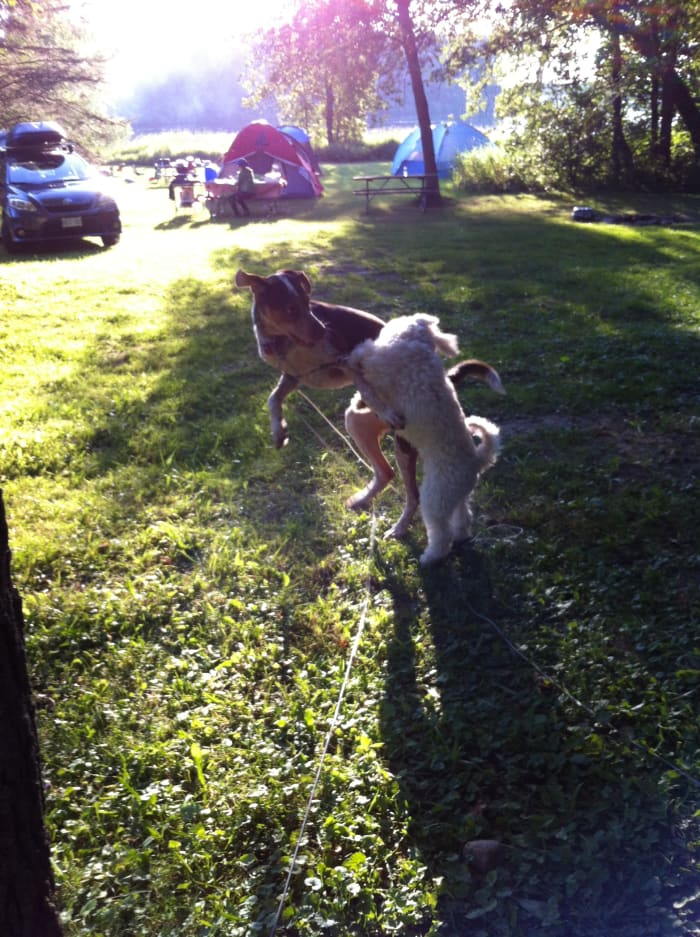 Rufus and his buddy Jasper playing at the camp site. Dogs are naturally curious and can provoke the temper of a bear by barking or nipping at it. Always maintain control over your dog in bear country by keeping them on a leash.
