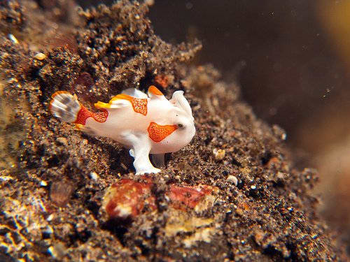 Tiny colorful frog fish on rock.