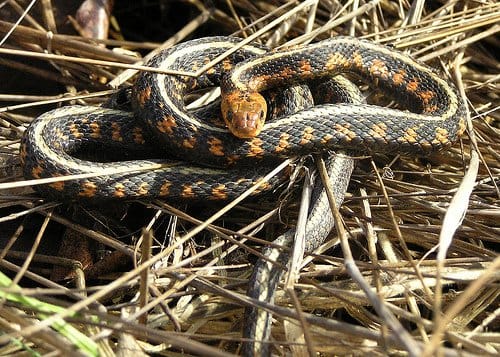 Garter snake in hay pile.