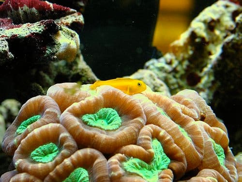 Yellow clown goby on a candy cane coral.
