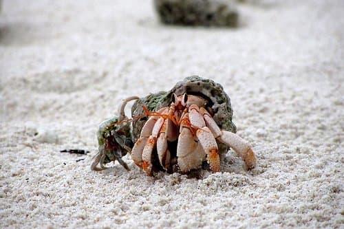 Hermit crabs are social.